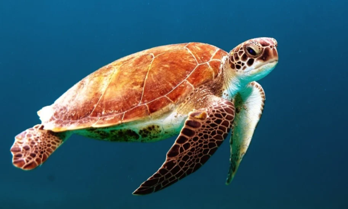 Simple Tips to Master the Underwater Photography